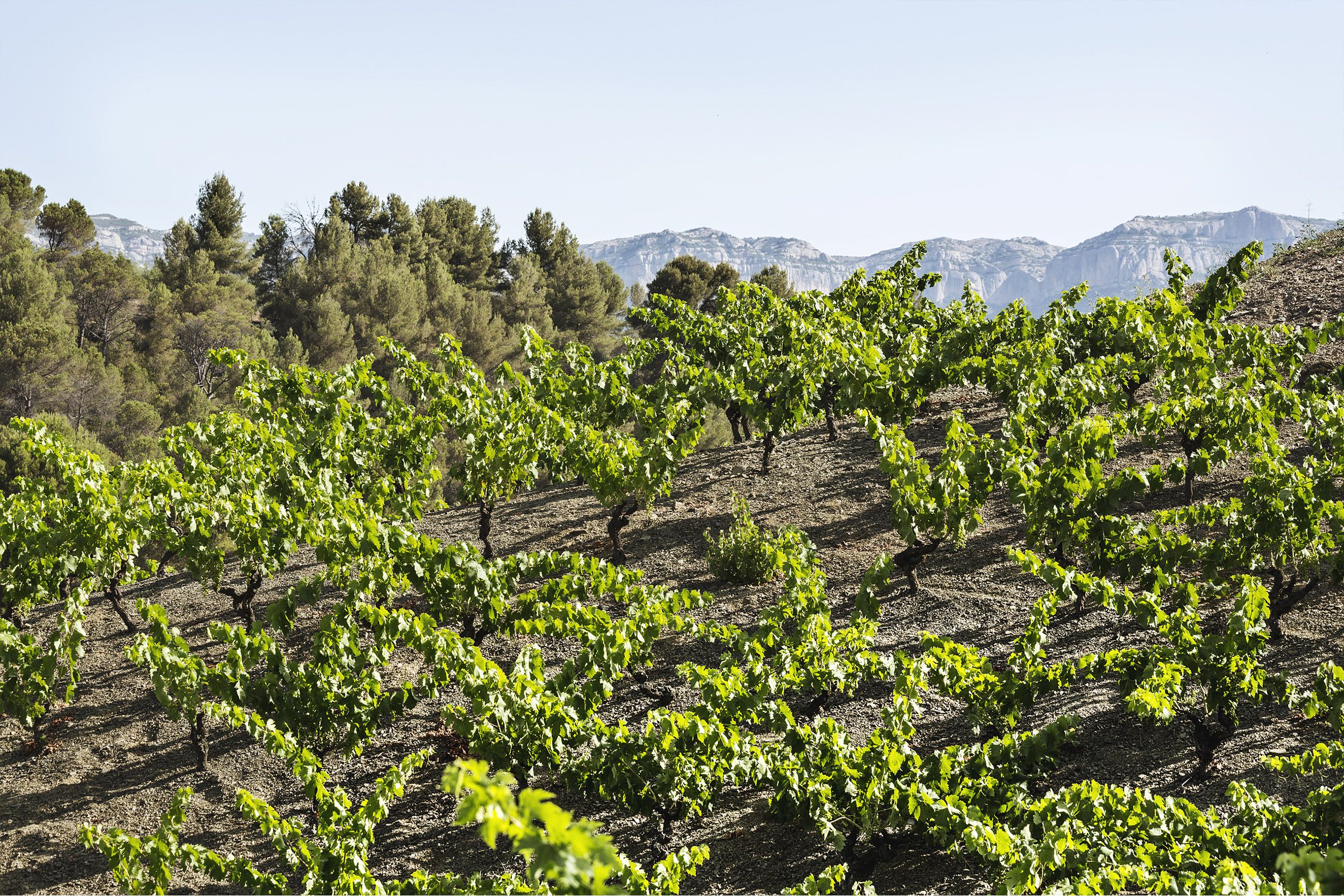 Foto del Priorat